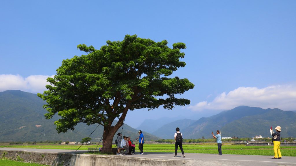 Takeshi Kaneshiro tree